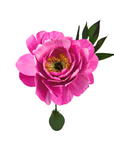 Handmade Paper Peony, Dark Pink