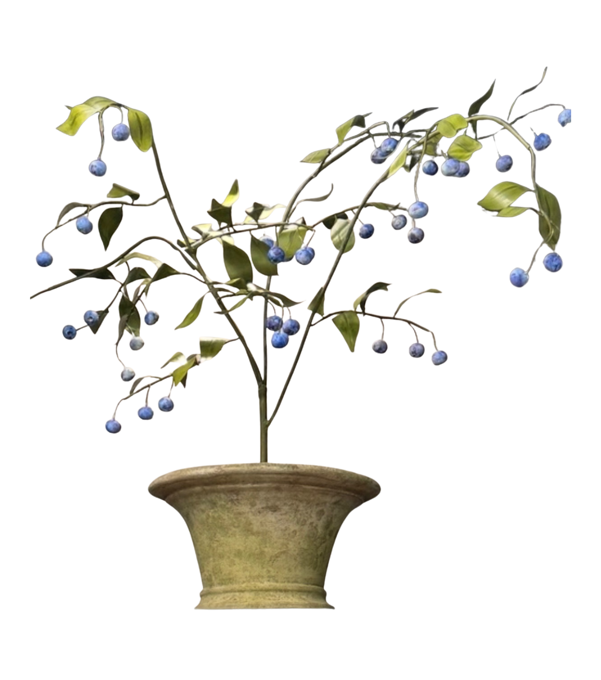 Potted Blueberry PRE ORDER