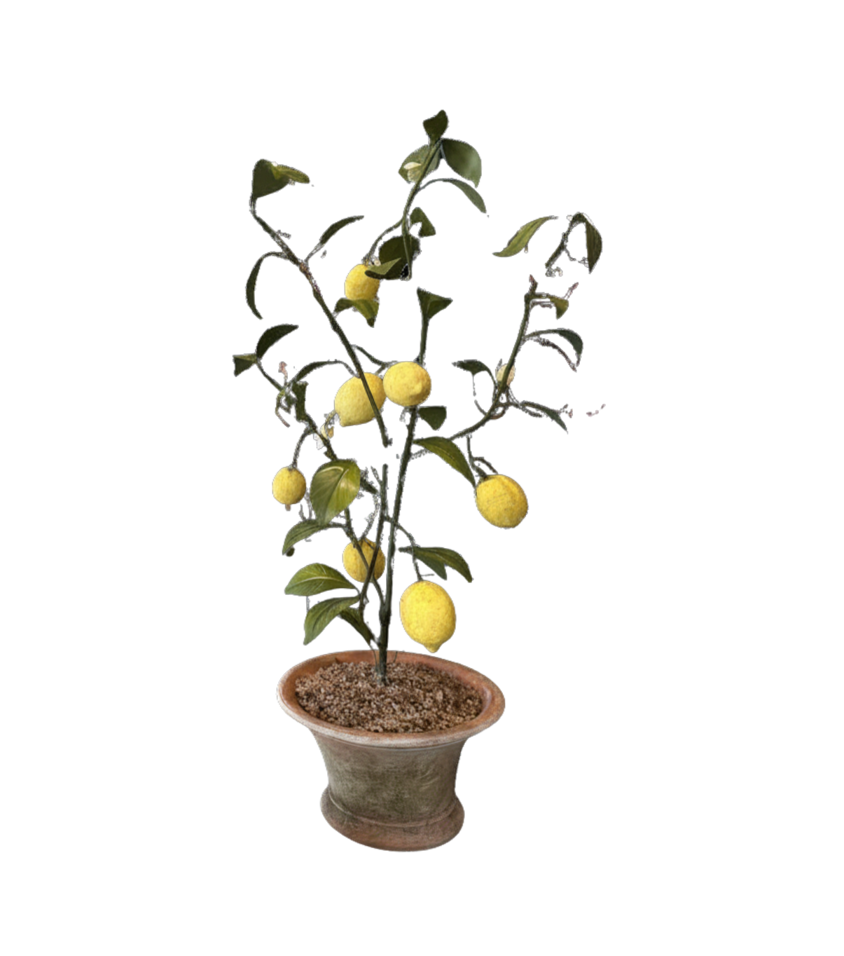 Potted Lemon PRE ORDER