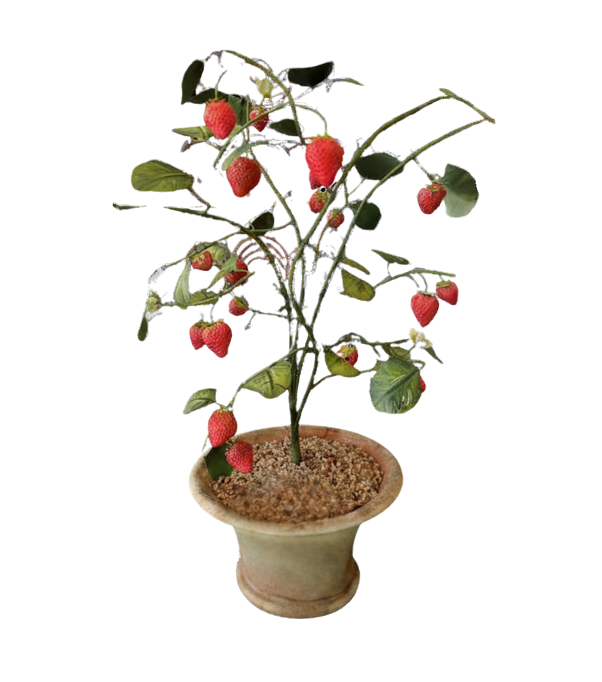 Potted Strawberry PRE ORDER